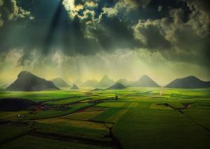 The Canola Fields